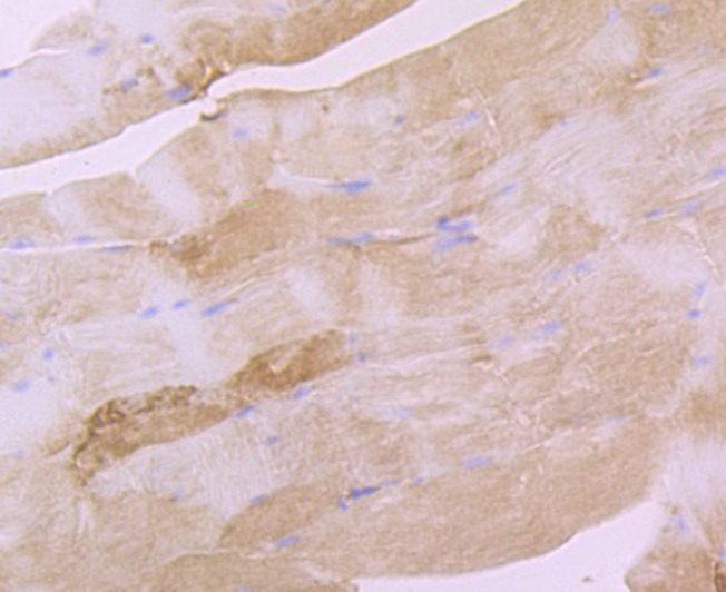 Anti-EEF1A1 Antibody (9F149)