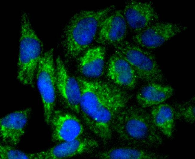 Anti-SMAC Antibody (2W730)