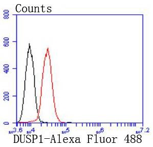 Anti-DUSP1 Antibody (4S873)