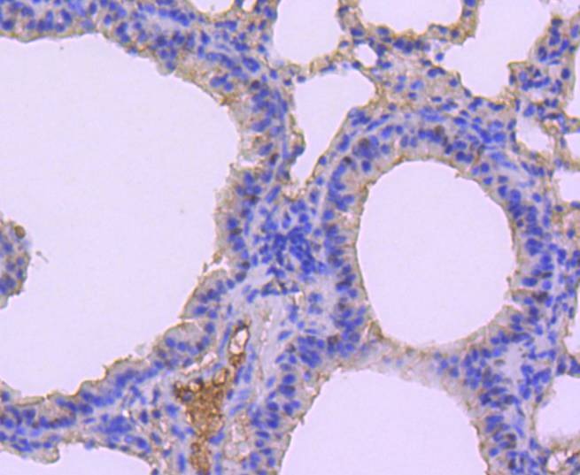 Anti-DUSP1 Antibody (4S873)