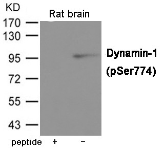 Anti-Phospho-DNM1 (Ser774) Polyclonal Antibody