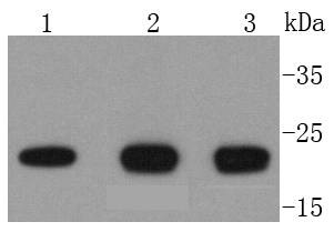 Anti-SMAC Antibody (2W730)