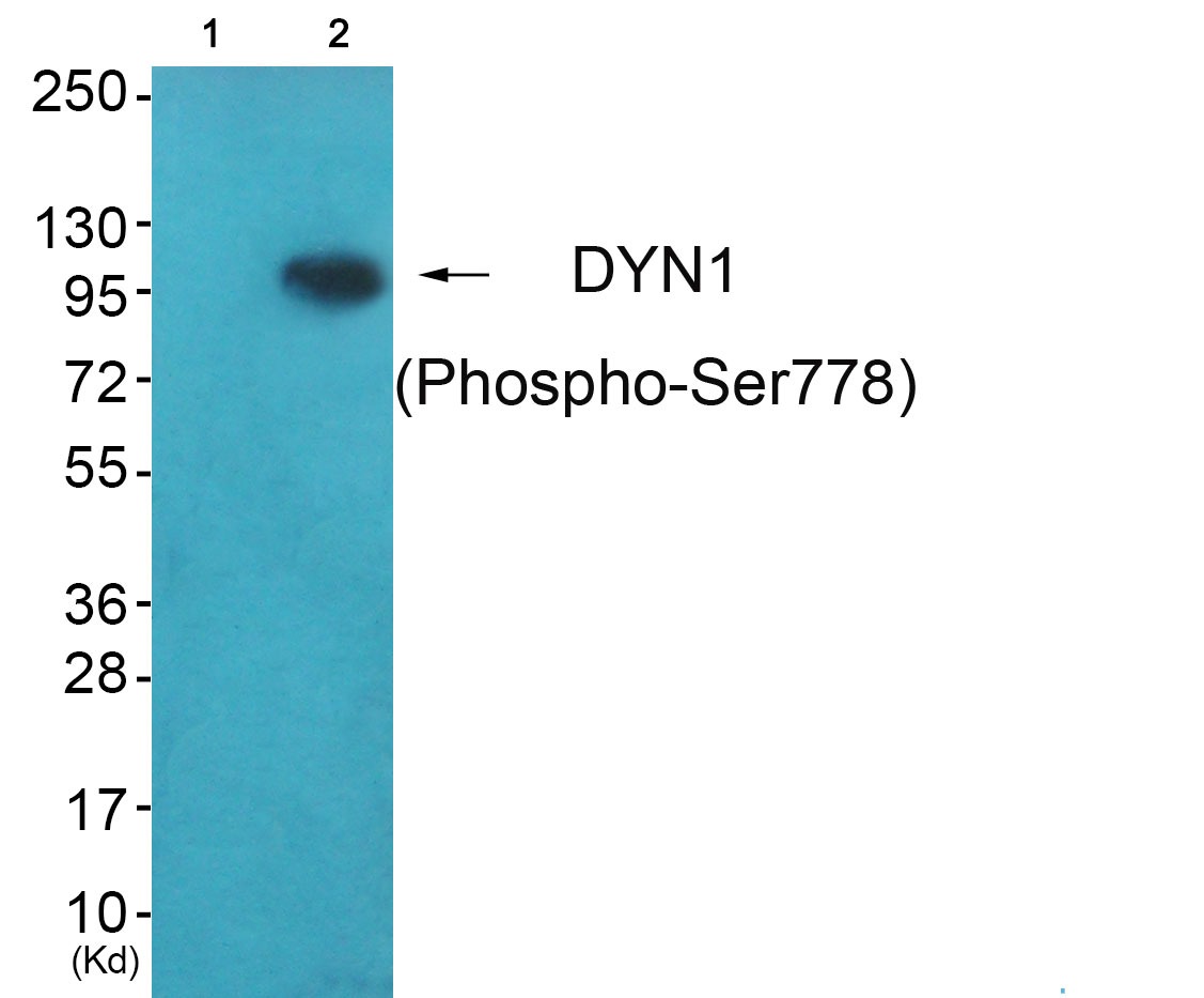 Anti-Phospho-DNM1 (Ser778) Polyclonal Antibody 2