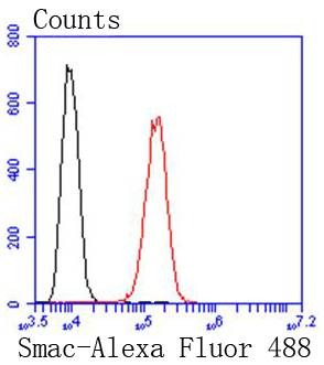 Anti-SMAC Antibody (2W730)