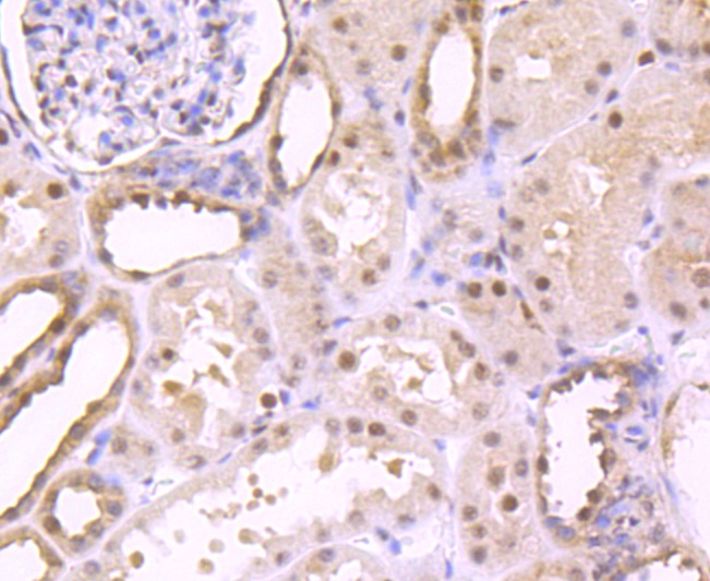 Anti-S1PR1 Antibody (9T480)