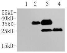 Anti-DYKDDDDK (FLAG epitope Tag) Antibody (5W606)