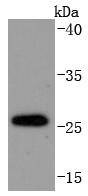 Anti-DDIT3 Antibody (2G599)