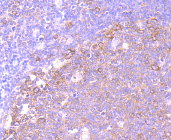 Anti-EEF1A1 Antibody (9F149)