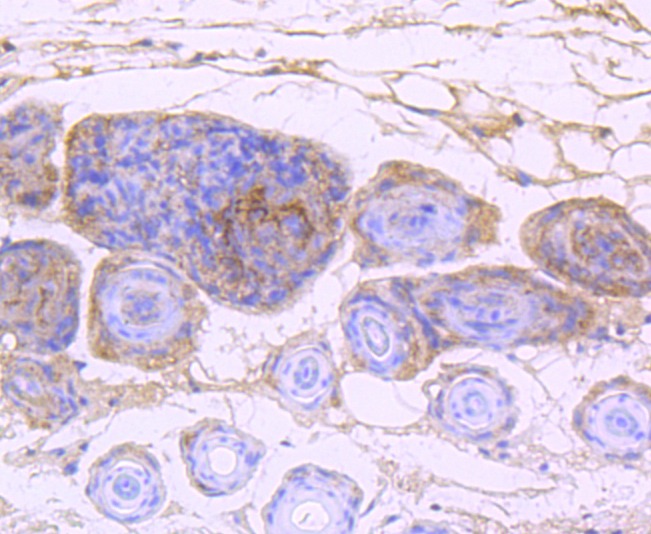 Anti-EGFR Antibody (9H356)