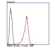 Anti-DDX5 Antibody (7B467)