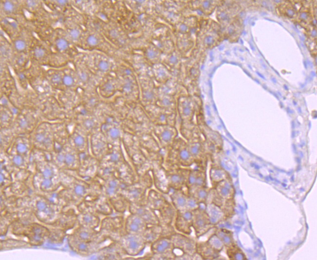 Anti-EGFR Antibody (9H356)