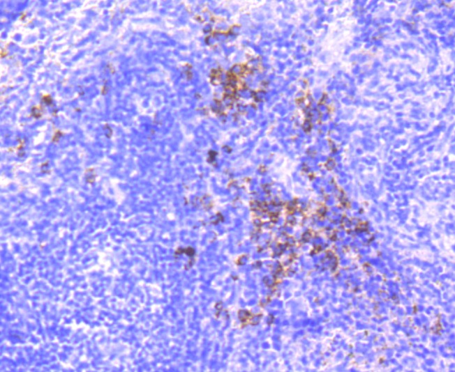 Anti-Dysferlin Antibody (4C391)