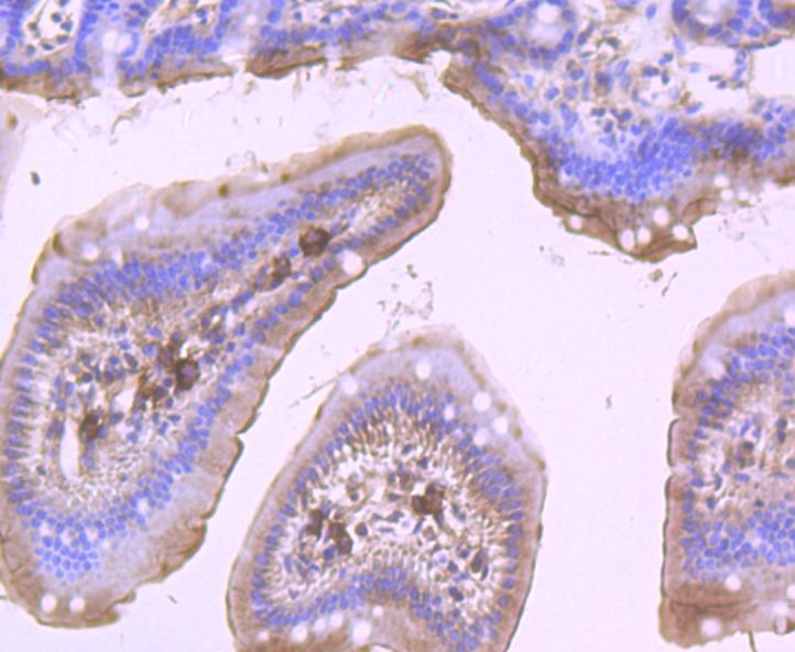 Anti-DDX6 Antibody (4T946)