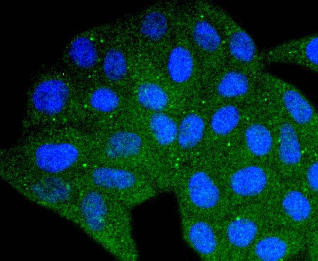 Anti-DYNLL1 Antibody (5G489)