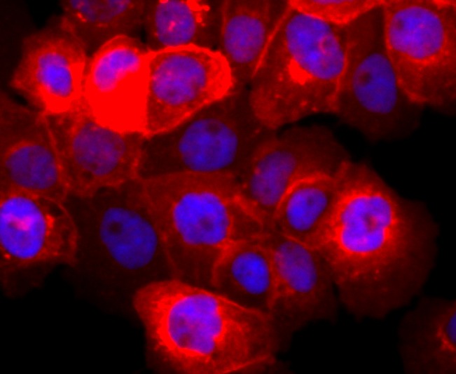 Anti-EGFR Antibody (9H356)