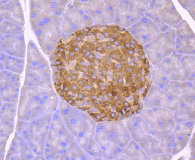 Anti-DDIT3 Antibody (2G599)