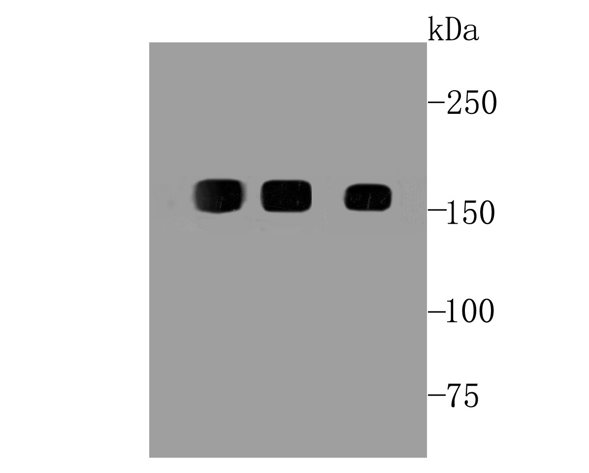 Anti-EGFR Antibody (9H356)