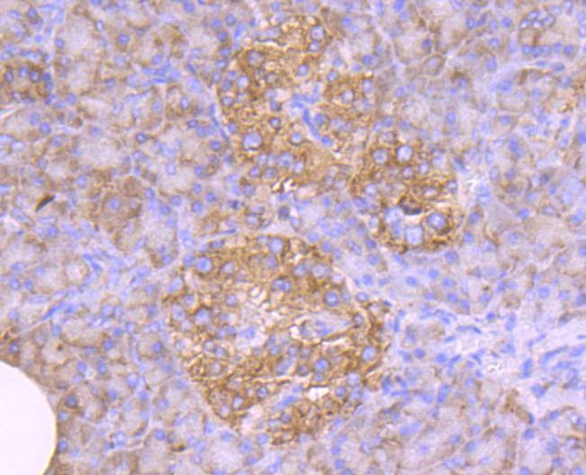Anti-DDIT3 Antibody (2G599)