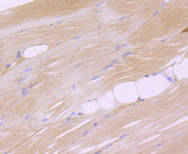 Anti-Dysferlin Antibody (4C391)