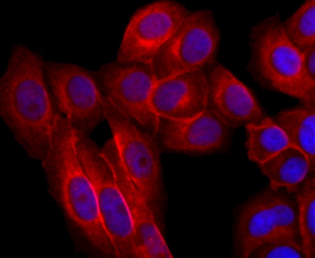Anti-EGFR Antibody (9H356)