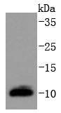 Anti-DYNLL1 Antibody (5G489)
