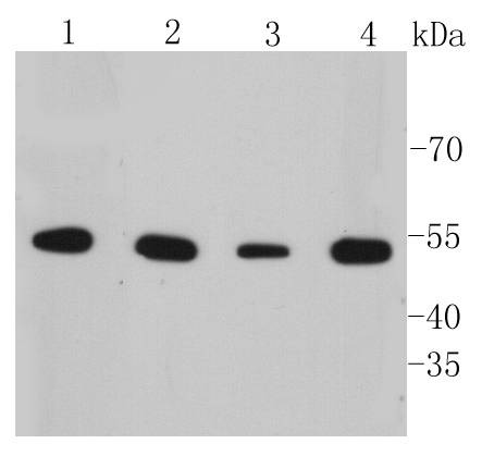 Anti-KRT7 Antibody (4X26)
