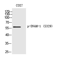 Anti-Phospho-DNAM-1 (Ser329) Polyclonal Antibody
