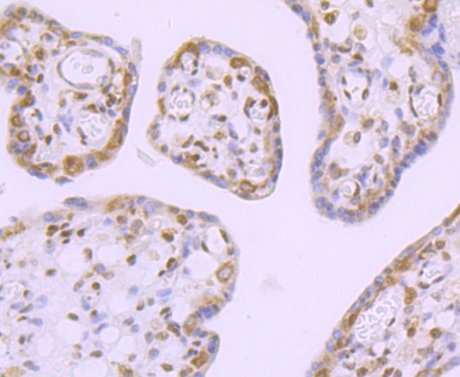 Anti-DDX5 Antibody (7B467)