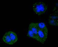 Anti-DYNLL1 Antibody (5G489)