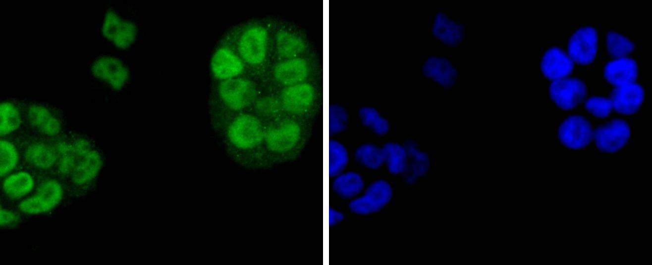 Anti-AGO3 Antibody (6K228)