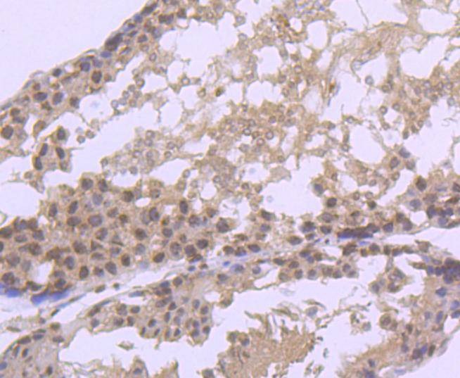 Anti-AGO3 Antibody (6K228)