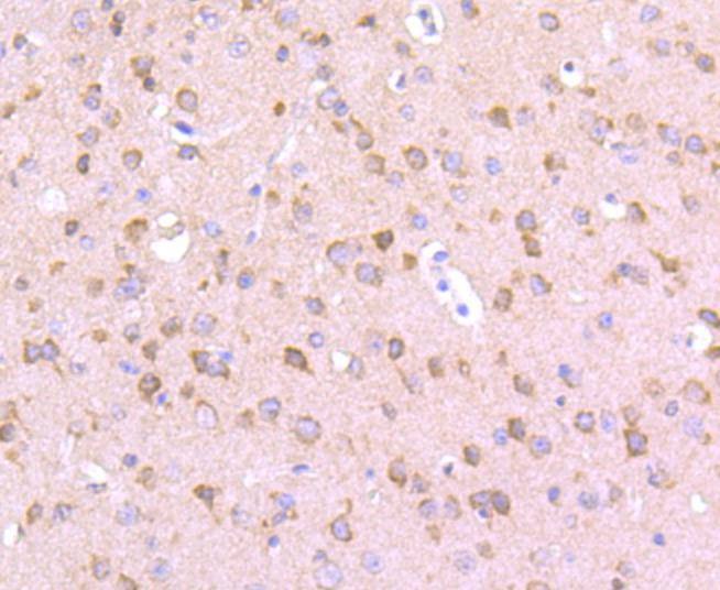 Anti-AGO3 Antibody (6K228)