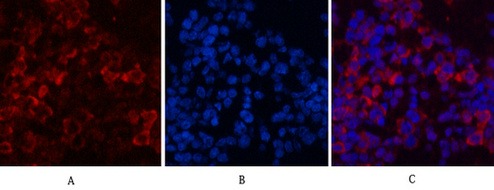 Anti-EIF4A1 Antibody (4N444)