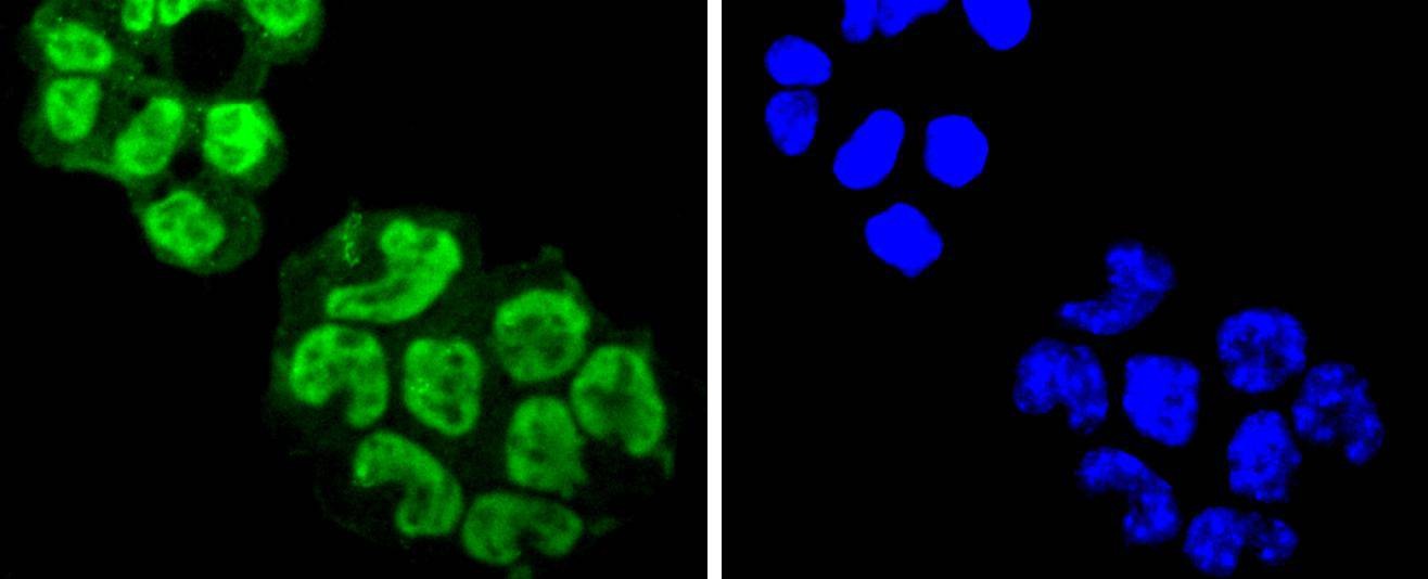 Anti-AGO3 Antibody (6K228)