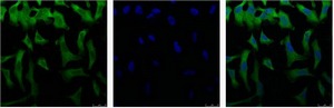 Anti-EIF4A1 Antibody (4N444)