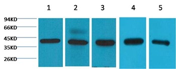 Anti-EIF4A1 Antibody (4N444)