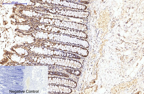 Anti-EIF4A1 Antibody (4N444)