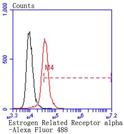 Anti-ERR1 Antibody (5B243)