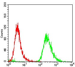 Anti-EPN1 Antibody (4A473)