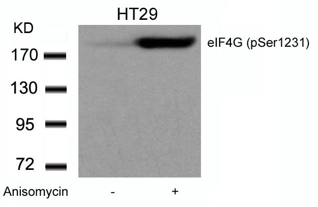 Anti-Phospho-EIF4G1 (Ser1231) Polyclonal Antibody