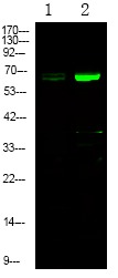 Anti-Phospho-EphA1 (Tyr781) Polyclonal Antibody