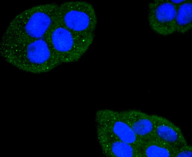 Anti-Fas/CD95 Antibody (4A58)