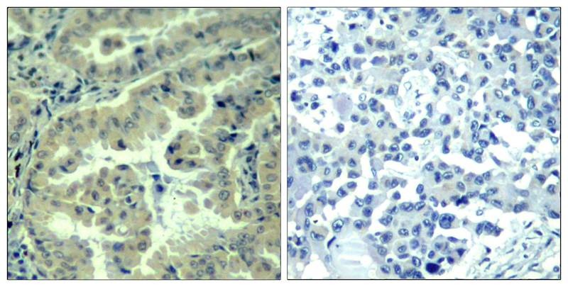 Anti-Phospho-EIF4G1 (Ser1231) Polyclonal Antibody