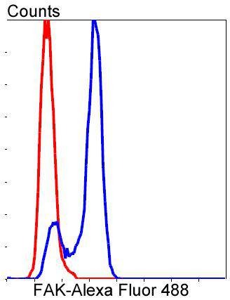 Anti-PTK2 Antibody (4L758)