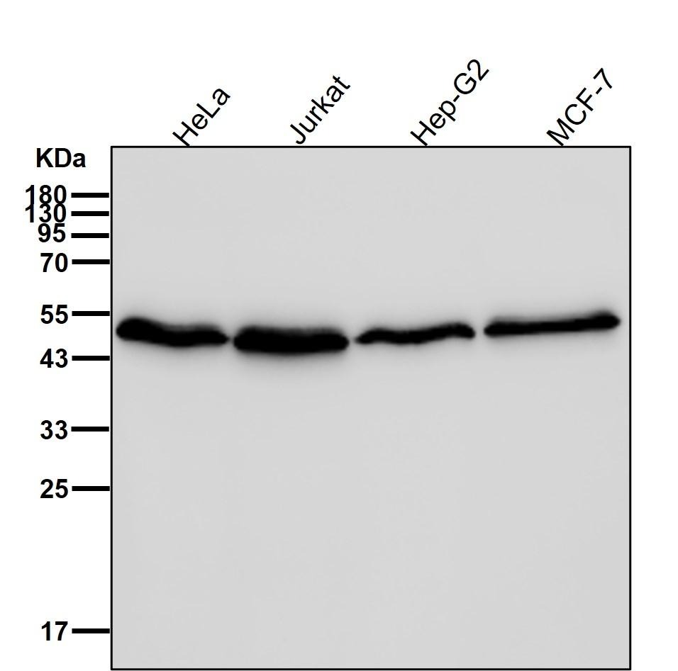 Anti-Ephrin B2/EFNB2 Antibody (3O207)