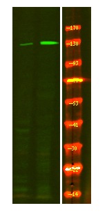 Anti-Phospho-eNOS (Ser114) Polyclonal Antibody