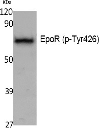 Anti-Phospho-EPOR (Tyr426) Polyclonal Antibody