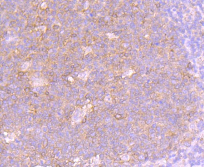 Anti-Fas/CD95 Antibody (4A58)