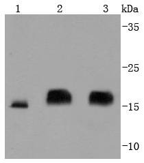 Anti-4EBP1 Antibody (5U577)