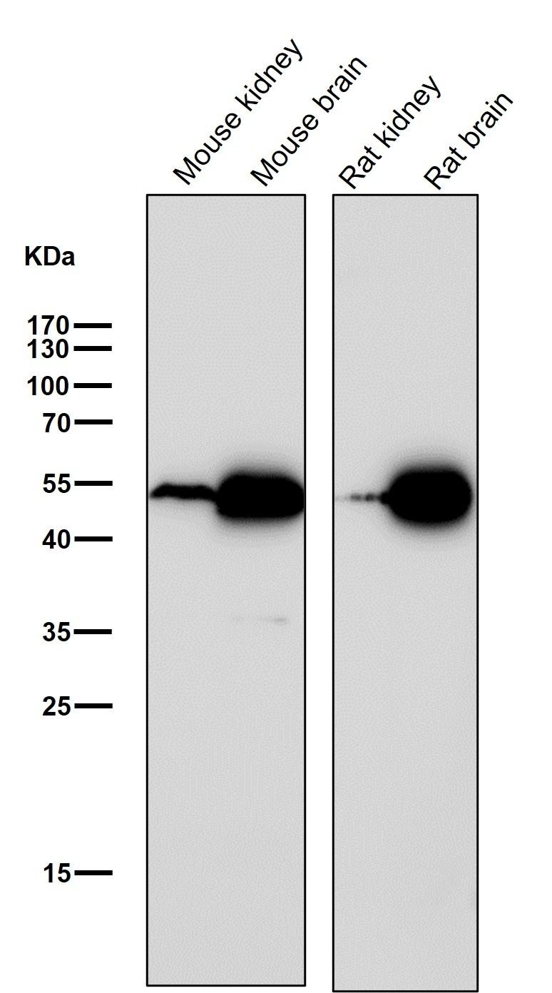 Anti-Ephrin B2/EFNB2 Antibody (3O207)
